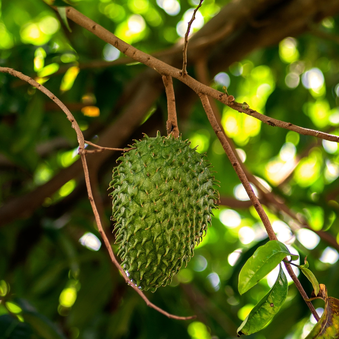 Lợi Ích Sức Khỏe Của Mãng Cầu Xiêm