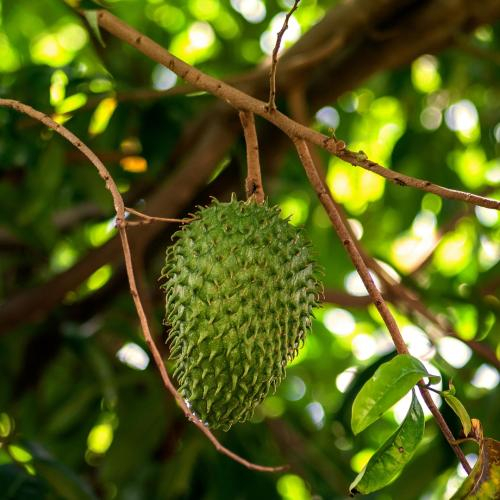 Lợi Ích Sức Khỏe Của Mãng Cầu Xiêm